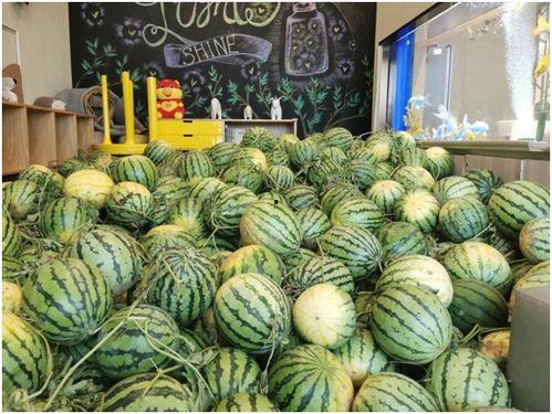 在哪里可以免费吃瓜,畅享夏日清凉新体验  第1张
