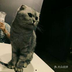 猫之谷全集在线观看,探寻神秘谷地,揭秘猫咪世界的奇幻之旅 第3张 猫之谷全集在线观看,探寻神秘谷地,揭秘猫咪世界的奇幻之旅 第3张