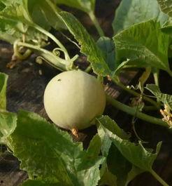 吃香瓜最新事件爆料视频,最新爆料视频揭露惊人真相 第2张 吃香瓜最新事件爆料视频,最新爆料视频揭露惊人真相 第2张